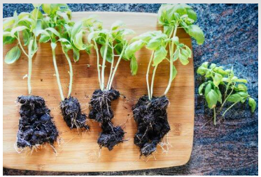 Meteen splitsen en opnieuw planten