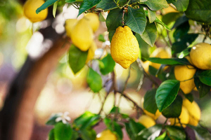 citroenen aan de boom