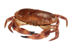 krab
