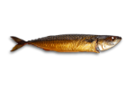 makreel