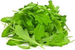 rucola