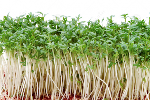 tuinkers in bakje